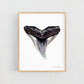 Bull Shark Tooth - Print