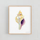 Conch Shell - Print