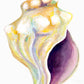Conch Shell - Print