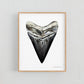 Megalodon Shark Tooth - Print