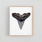 Hammerhead Shark Tooth - Print