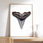 Hammerhead Shark Tooth - Print