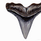 Hammerhead Shark Tooth - Print